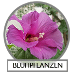 THEMA Blühpflanzen