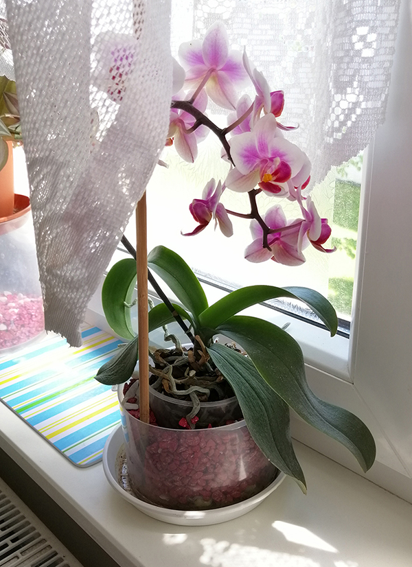 Orchidee