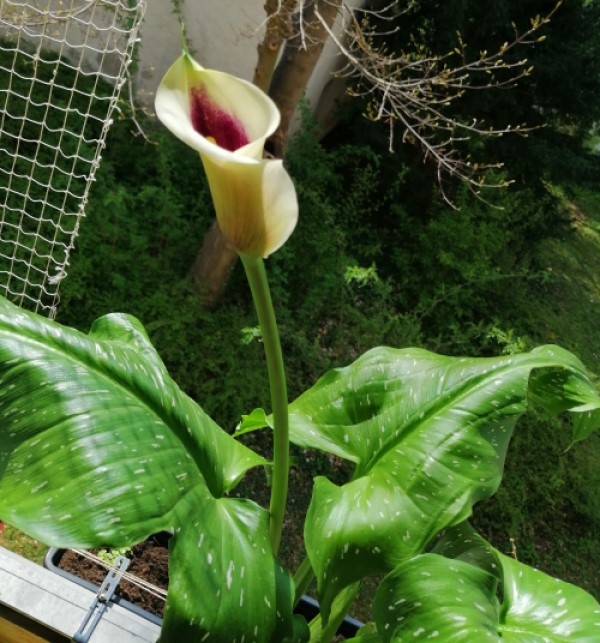 calla4