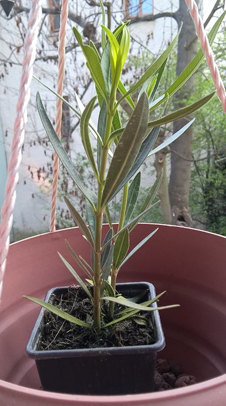 Oleander1