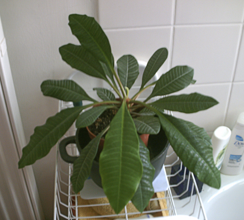 Euphorbia Leuconeura