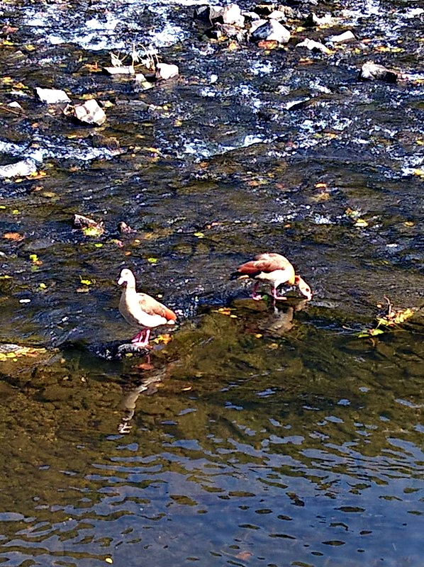 Flussvögel